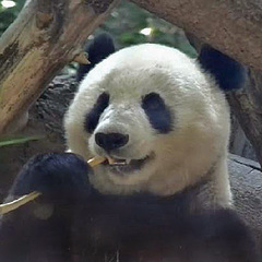 Ailuropoda melanoleuca