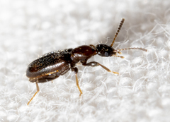 Vacusus vicinus
