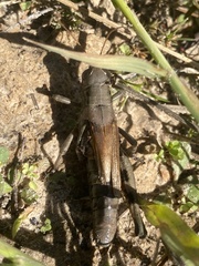 Melanoplus differentialis