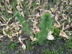 Tripleurospermum inodorum
