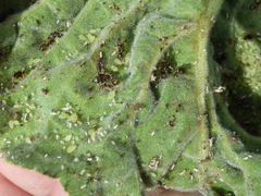 Aphis umbrella