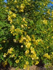 Senna pendula