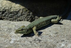 Podarcis muralis
