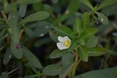 Ludwigia adscendens