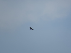 Parabuteo unicinctus