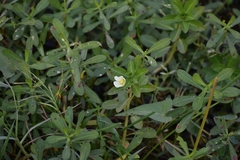 Ludwigia adscendens