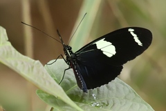 Heliconius wallacei