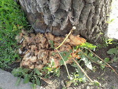 Taraxacum officinale