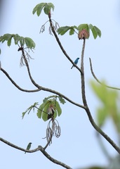 Tersina viridis