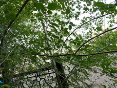 Ulmus
