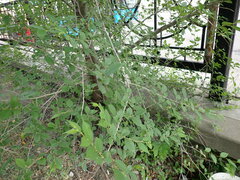 Ulmus