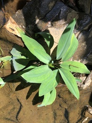 Orontium aquaticum