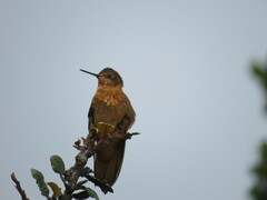 Aglaeactis cupripennis