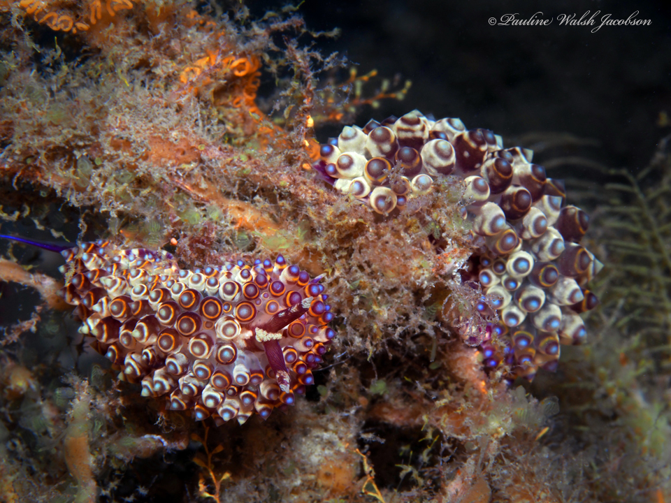 Janolus flavoanulatus