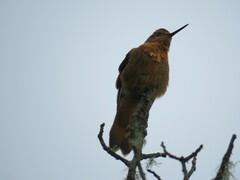 Aglaeactis cupripennis