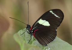 Heliconius wallacei