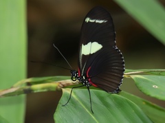 Heliconius wallacei