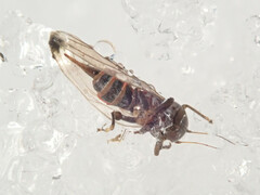Cacopsylla melanoneura