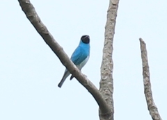 Tersina viridis