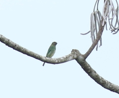 Tersina viridis