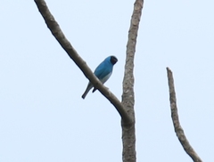 Tersina viridis