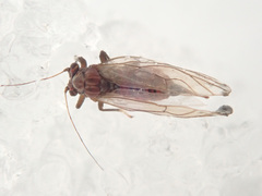 Cacopsylla melanoneura
