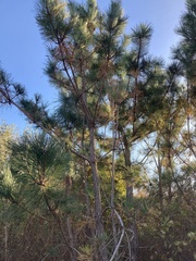 Pinus thunbergii