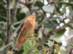 Aglaeactis cupripennis