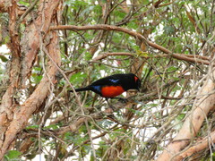 Anisognathus igniventris