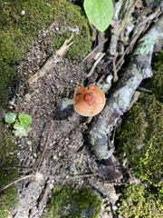 Lactocollybia
