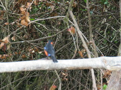 Anisognathus igniventris