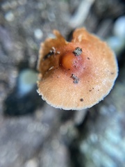 Lactocollybia