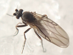 Phorinae