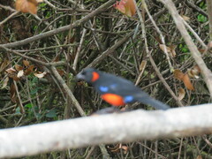 Anisognathus igniventris