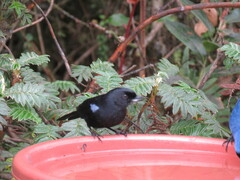 Diglossa lafresnayii