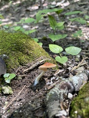 Lactocollybia