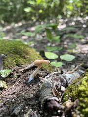 Lactocollybia