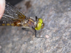 Neurocordulia michaeli