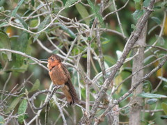 Aglaeactis cupripennis