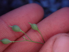 Camelina microcarpa