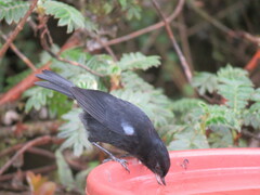 Diglossa lafresnayii