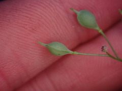 Camelina microcarpa