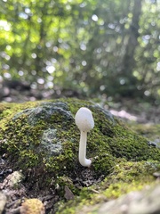 Leucocoprinus cretaceus