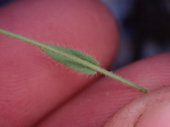 Camelina microcarpa