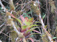 Tillandsia biflora