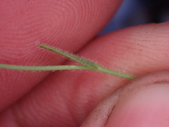 Camelina microcarpa