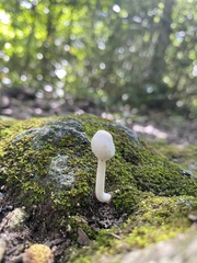 Leucocoprinus cretaceus