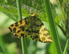 Pseudopanthera macularia