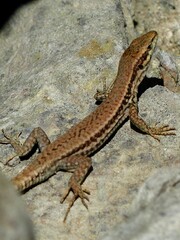 Podarcis muralis