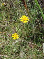 Balduina uniflora